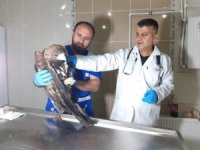 Yaralı kaya kartalı tedavi altına alındı