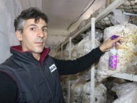 Vanlı mantar üreticisi yeşil küf ilacı yaptı
