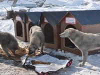 Yüksekova'ya köpek barınağı