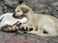 Kedi ve köpek sevgisi duygulandırdı
