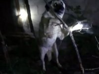 Tellere takılan köpeği itfaiye ekipleri kurtardı