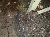 Lübnan'ı çekirgeler ve hamam böcekleri bastı