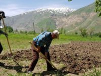 Tarlalarını küreklerin yardımıyla kazıyorlar