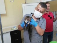 Açlıktan bitkin düşen Sansar tedavi altına alındı