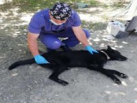 Darp edilen köpek tedavi altına alındı