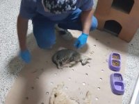 Aracın çarptığı kediler tedavi altına alındı