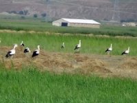 Leylekler Yüksekova'yı sevdi