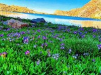 Hakkari’de sürüngen ve böcek türleri tespit edildi