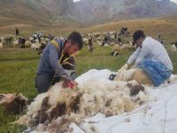Yayla ve kuzu kırpma geleneğimiz!
