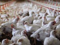 Çiftlikte tavuklar birbirlerini yemeye başladı