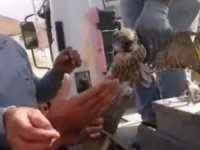 Şahin, mahsur kaldığı yerden kurtarıldı
