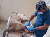 Ayağı kırılan can dost tedavi altına alındı