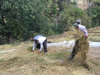 Çukurca'da çeltik hasadı başladı