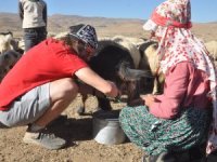 İtalyanlı Zoni, koyun sağmayı öğrendi