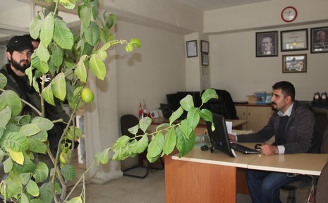 limon-2.jpg limon-2.jpg