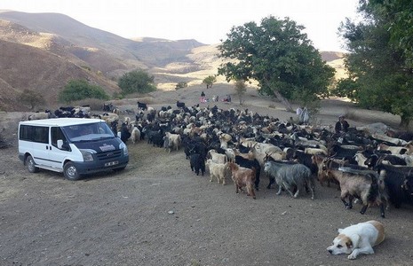 yayla-1.20141001105853.jpg yayla-1.20141001105853.jpg