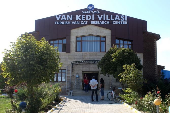 Van Kedi Villası'nda beş yıldızlı konfor galerisi resim 5