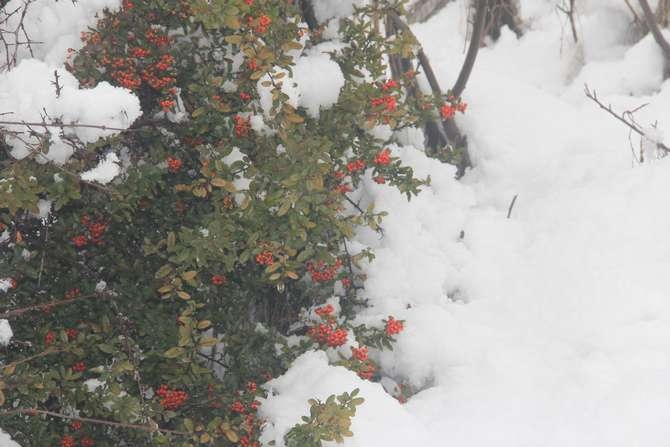 Hakkari'de kar manzarası 2018 galerisi resim 6