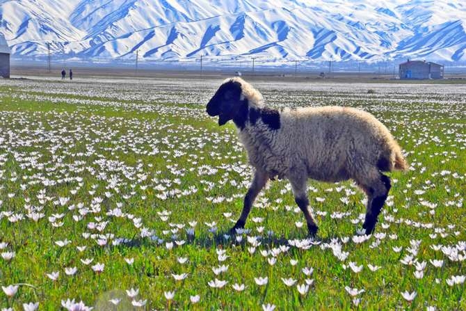 Yüksekova'da ilkbahar güzelliği galerisi resim 1