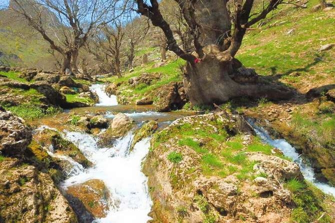 3 asırlık ağaçlar kartpostallık görüntüler galerisi resim 1