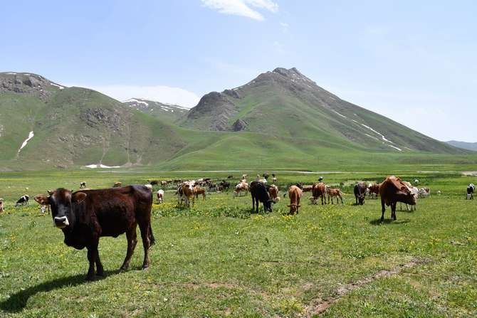 Beytüşşebap'ta yaylalar şenlendi galerisi resim 1