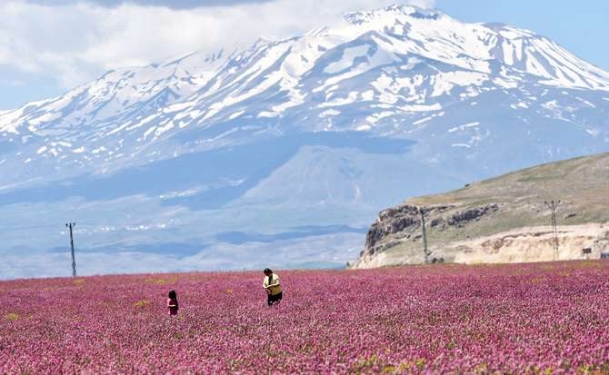 Van Gölü çevresi çiçeklerle renklendi galerisi resim 11