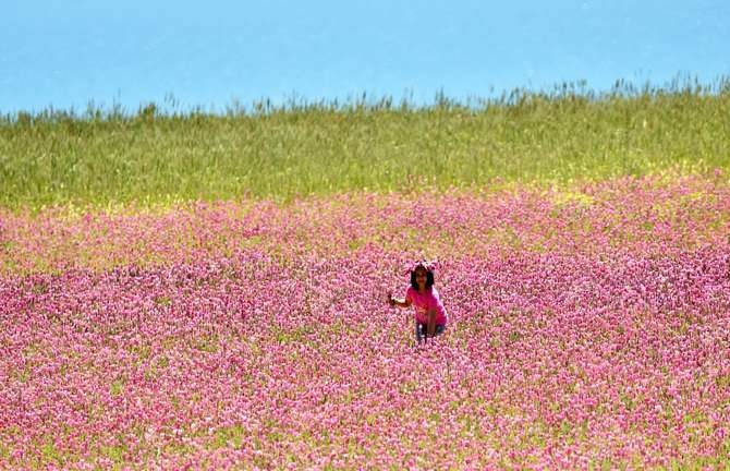 Van Gölü çevresi çiçeklerle renklendi galerisi resim 14