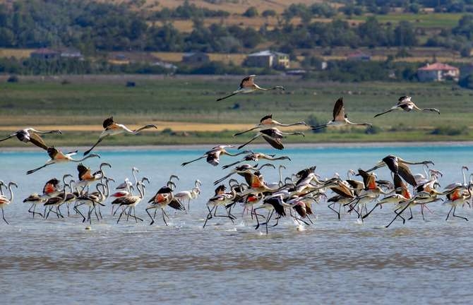 Flamingoların eşsiz dansı galerisi resim 1