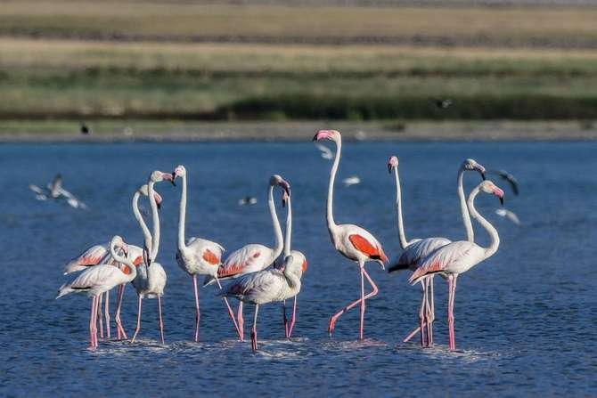 Flamingoların eşsiz dansı galerisi resim 3