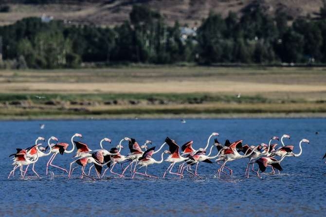 Flamingoların eşsiz dansı galerisi resim 6
