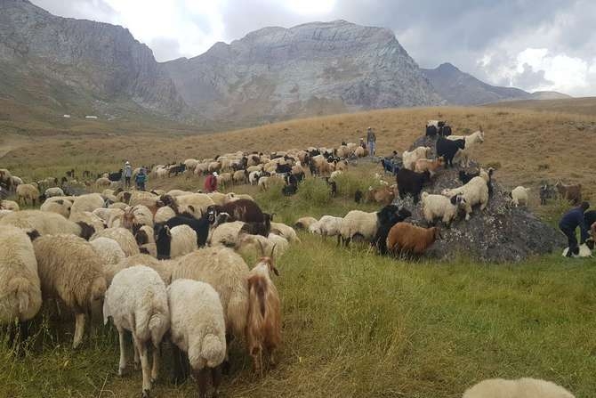 Kuzu kırpma geleneği galerisi resim 1