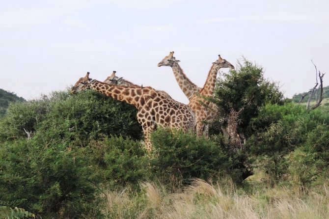 Afrika safari galerisi resim 9