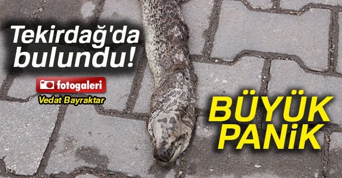 Dev yılan paniği galerisi resim 1