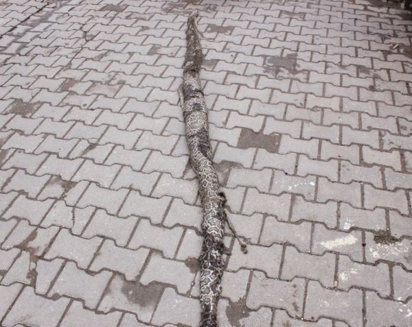 Dev yılan paniği galerisi resim 8