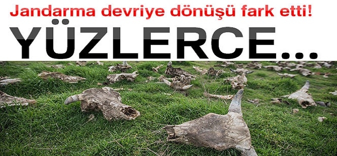 Jandarma devriye dönüşü fark etti! Yüzlerce... galerisi resim 1