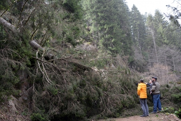 Ağaçlar fırtınanın şiddetine dayanamadı galerisi resim 3