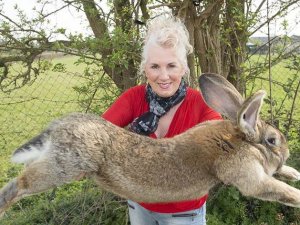 Dünyanın en büyük tavşanı çalındı