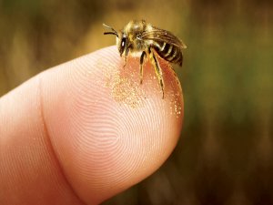 Arı sokmasına bağlı ciddi alerjik reaksiyonlar ölüme sebep olabilir