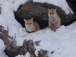 Hakkari'de aç tilkiler için yiyecek bırakıldı