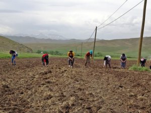 Yüksekova'da tarım seferberliği