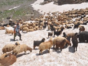 Koyunların 3 bin rakımda kar keyfi