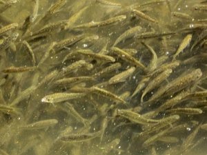 Yüksekova'da balık popülasyonu arttı