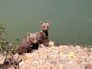 Sulama havuzuna düşen yavru ayılar kurtarıldı