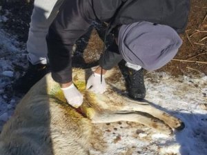 Kurdun yaraladığı köpek tedavi edildi