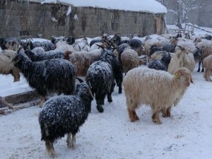 Yüksekova’da 14 koyun zehirlenerek telef oldu
