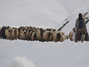 Norduz koyununun kartpostallık görüntüleri