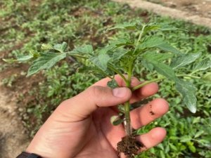 Çukurca'da çiftçilere ücretsiz domates fidesi