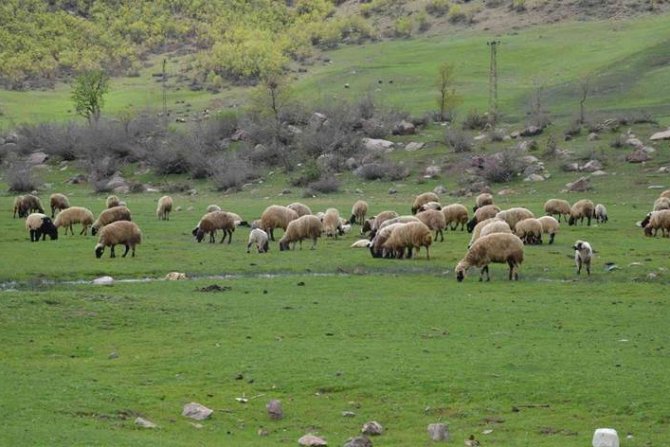 Öldürülen çobanlarla ilgili gelişme: 4 gözaltı