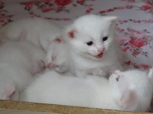 Van kedisinin sevimli yavruları