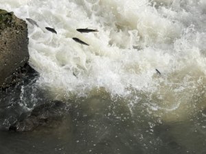 Balıkların 'ölüm göçü' sürüyor